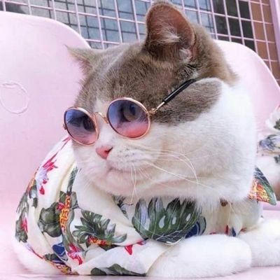 mèo ú tây ninh's profile picture