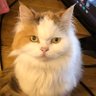 トマト's profile picture