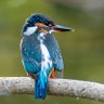 @perries profil fotoğrafı