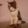 GATTO 🐱 SILVESTRO 的头像