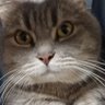 シロネコもどき's profile picture