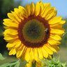 Фото профиля the sun