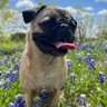 DogShortsTV profil fotoğrafı