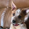Cattledog 的头像
