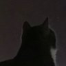 phyer profil fotoğrafı