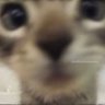 tetra_phosphorius_h3po4 的头像