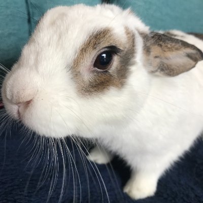bunnyintokyo's profile picture