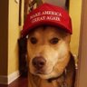 Deplorable Mimi's profile picture