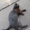 くろちゃん猫's profile picture