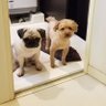 ゴンちゃんプーちゃん profil fotoğrafı