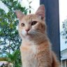 | Kucing | profil fotoğrafı
