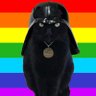CAT THE FORCE's profile picture