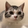 Kakki 的头像