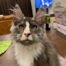 Symyjt. profil fotoğrafı