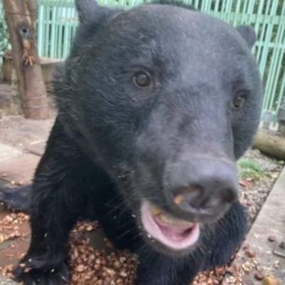 日本熊森協会🐻支部員's profile picture