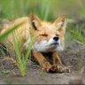 g-Fox(ただの競馬好きな狐) profil fotoğrafı