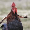 Elptwitt profil fotoğrafı