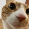 Strxy.lee 的头像
