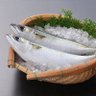 鯖缶予備軍 profil fotoğrafı