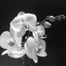 ๐ฆGlofish๐ฆ's profile picture