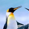 Profilbild von ペンギン28号