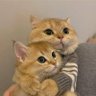 CatMan profil fotoğrafı