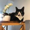 Elukka's profile picture