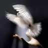 Majedah .. profil fotoğrafı