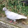 Profilbild von 吾輩は鳩である