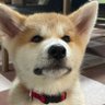秋田犬あさひ akitainu asahi's profile picture