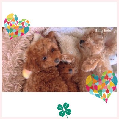 トイプードル ひまこと's profile picture