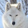銀狼Silver Wolf profil fotoğrafı