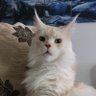 Divisum Extreme profil fotoğrafı
