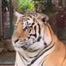 Faizan Ansari's profile picture