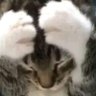 Profilbild von Nat de Natasha