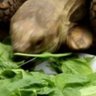 SpinachTurtle ็ๅคดๅ