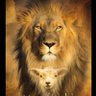 TeeLivingforchrist 🏴✝️🇮🇱's profile picture