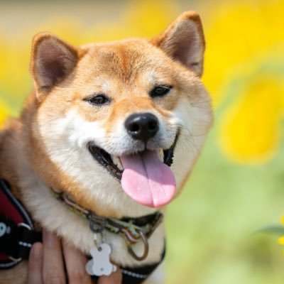 kimagurearuji's profile picture