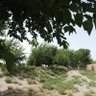 Herai Aria Afghan 的头像