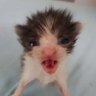 Trevor 🪼 profil fotoğrafı