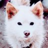 Profilbild von ぽんぽこ