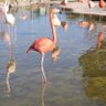 すけとうだら profil fotoğrafı