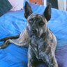 Jimbanga profil fotoğrafı