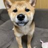 たか// 的头像