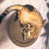なつ(リブです!!ฅ^•ω•^ฅ 的头像