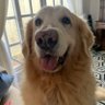 Cici profil fotoğrafı
