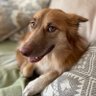 Millie profil fotoğrafı