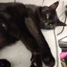 KittenCatAubrey profil fotoğrafı