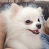 GOODDOG 的头像