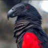 Dark Bird of the Universe profil fotoğrafı